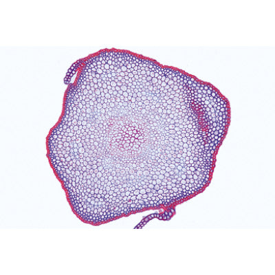 Bryophyta (Liverworts and Mosses) - French