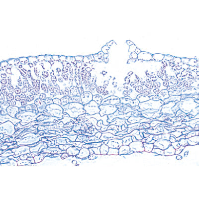 Bryophyta (Liverworts and Mosses) - French