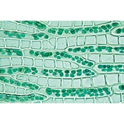 Bryophyta (Liverworts and Mosses) - German Slides