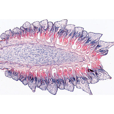 Angiospermae I. Gymnospermae - Spanish