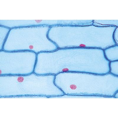 Angiospermae II. Cells and Tissues - French