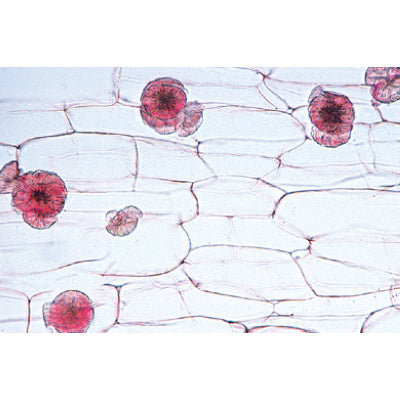 Angiospermae II. Cells and Tissues - French