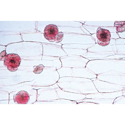 Angiospermae II. Cells and Tissues - Portuguese Slides