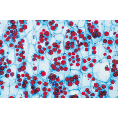 Angiospermae II. Cells and Tissues - Spanish