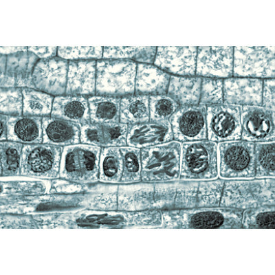 Angiospermae II. Cells and Tissues - Spanish