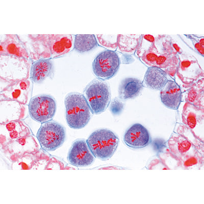 Angiospermae II. Cells and Tissues - German Slides