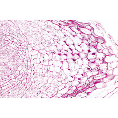 Angiospermae III. Roots - French