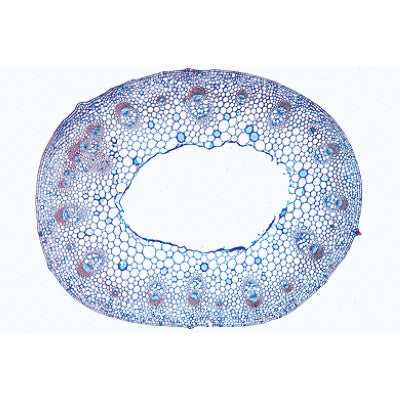 Angiospermae IV. Stems - French