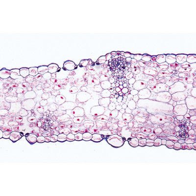 Angiospermae V. Leafs - French