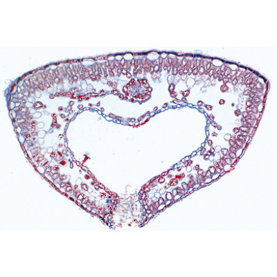 Angiospermae V. Leafs - Portuguese Slides