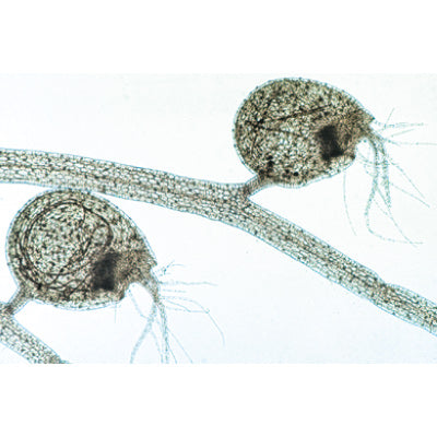 Angiospermae V. Leafs - Portuguese Slides