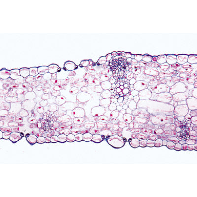 Angiospermae V. Leafs - Spanish