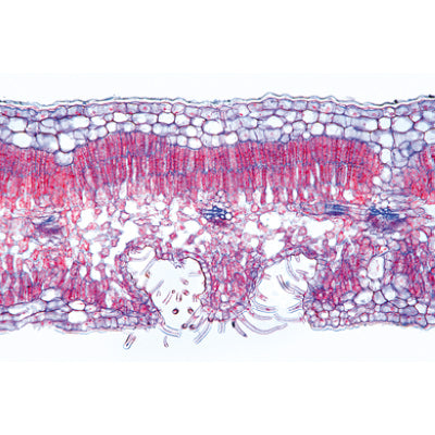 Angiospermae V. Leafs - Spanish