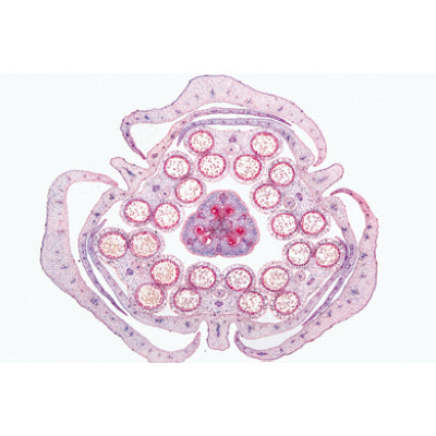 Angiospermae VI. Flowers - French