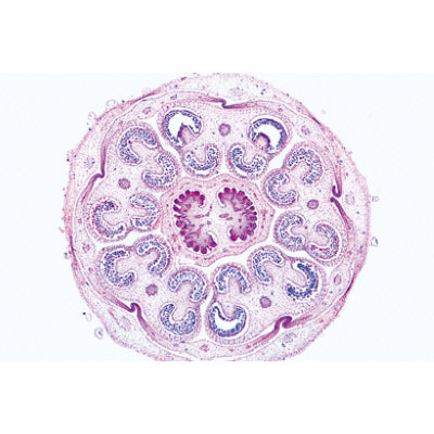 Angiospermae VI. Flowers - French