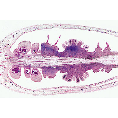Angiospermae VI. Flowers - Portuguese Slides