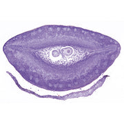 Angiospermae VII. Fruits and Seeds - French