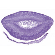 Angiospermae VII. Fruits and Seeds - Spanish