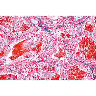 The Animal Cell - French