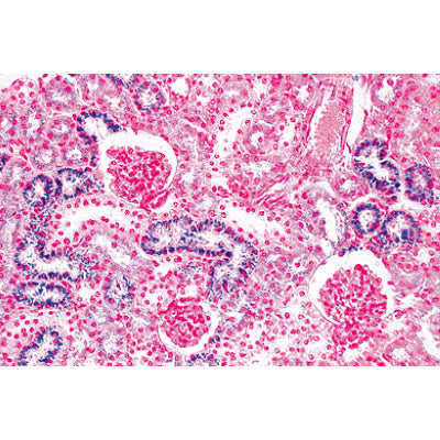 The Animal Cell - Spanish