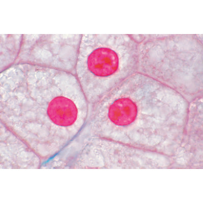 The Animal Cell - Spanish