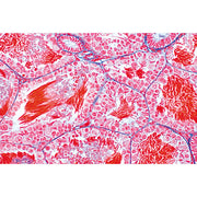 The Animal Cell - German Slides