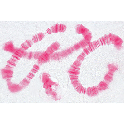 The Animal Cell - German Slides