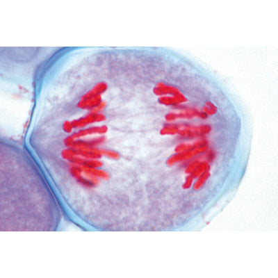 Plant Cell - Portuguese Slides