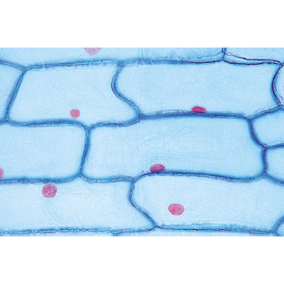 Plant Cell - Portuguese Slides