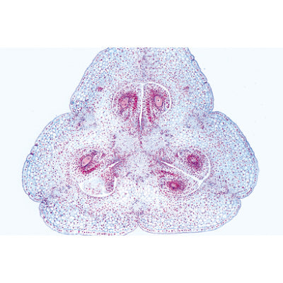 Plant Cell - Portuguese Slides
