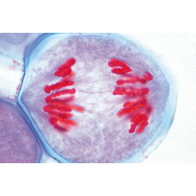 Plant Cell - Spanish