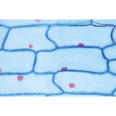 Plant Cell - German Slides