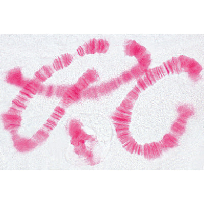 Set of Genetic Slides - French