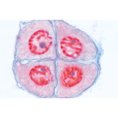 Set of Genetic Slides - French
