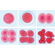 Set of Genetic Slides - Portuguese Slides