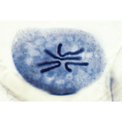 Set of Genetic Slides - Spanish