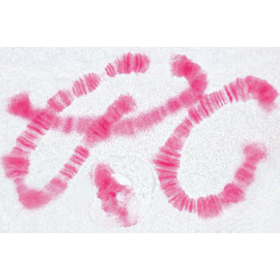 Set of Genetic Slides - Spanish