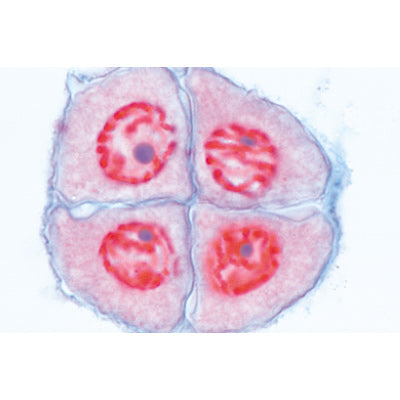 Set of Genetic Slides - Spanish