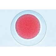 Sea Urchin Embryology (Psammechinus miliaris) - French