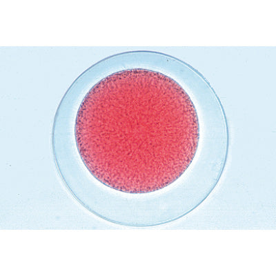 Sea Urchin Embryology (Psammechinus miliaris) - French