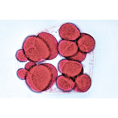 Sea Urchin Embryology (Psammechinus miliaris) - French