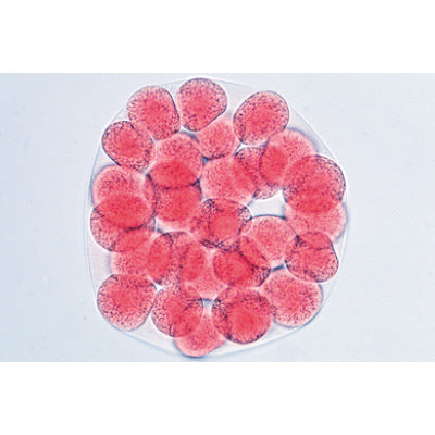 Sea Urchin Embryology (Psammechinus miliaris) - French