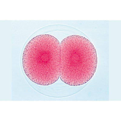 Sea Urchin Emryology (Psammechinus miliaris) - Portuguese Slides