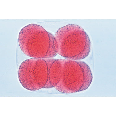 Sea Urchin Emryology (Psammechinus miliaris) - Portuguese Slides