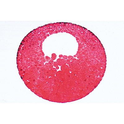 Frog Embryology (Rana) - French