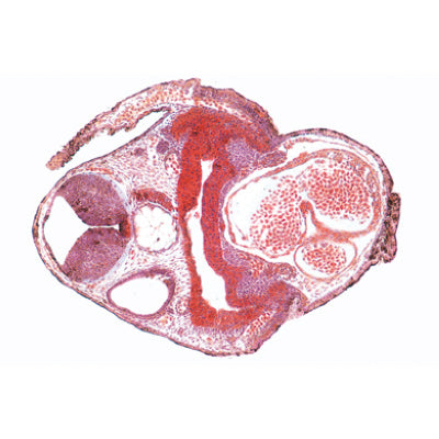 Frog Embryology (Rana) - Spanish