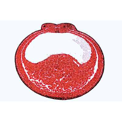 Frog Embryology (Rana) - German Slides