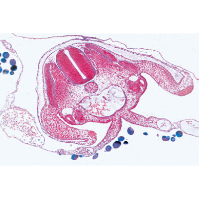 Chicken Embryology (Gallus domesticus) - French