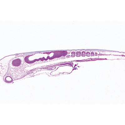 Chicken Embryology (Gallus domesticus) - Portuguese Slides