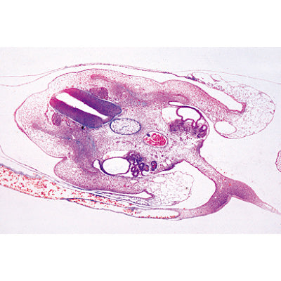Chicken Embryology (Gallus domesticus) - Portuguese Slides